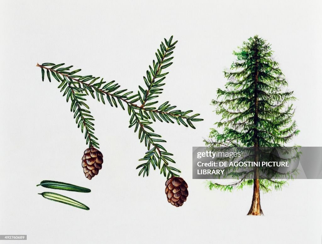 Eastern hemlock, Canada hemlock or Hemlock spruce...