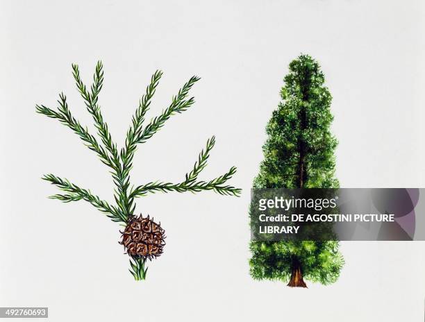 Japanese cedar , Cupressaceae, tree, leaves and fruit, illustration.