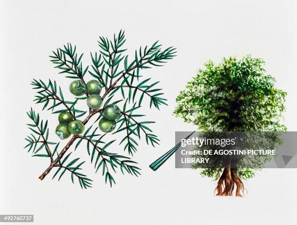 Prickly Juniper or Prickly Cedar , Cupressaceae, tree, leaves and fruits, illustration.