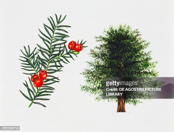 English yew, or European yew , Taxaceae, tree, leaves and fruits, illustration.