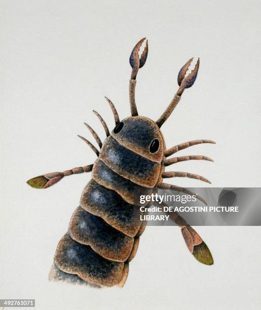 Pterygotus sp, Pterygotidae, Late Silurian and Early Devonian. Illustration.