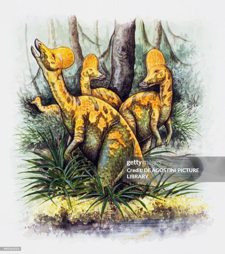 Corythosaurus casuarius, Hadrosauridae...