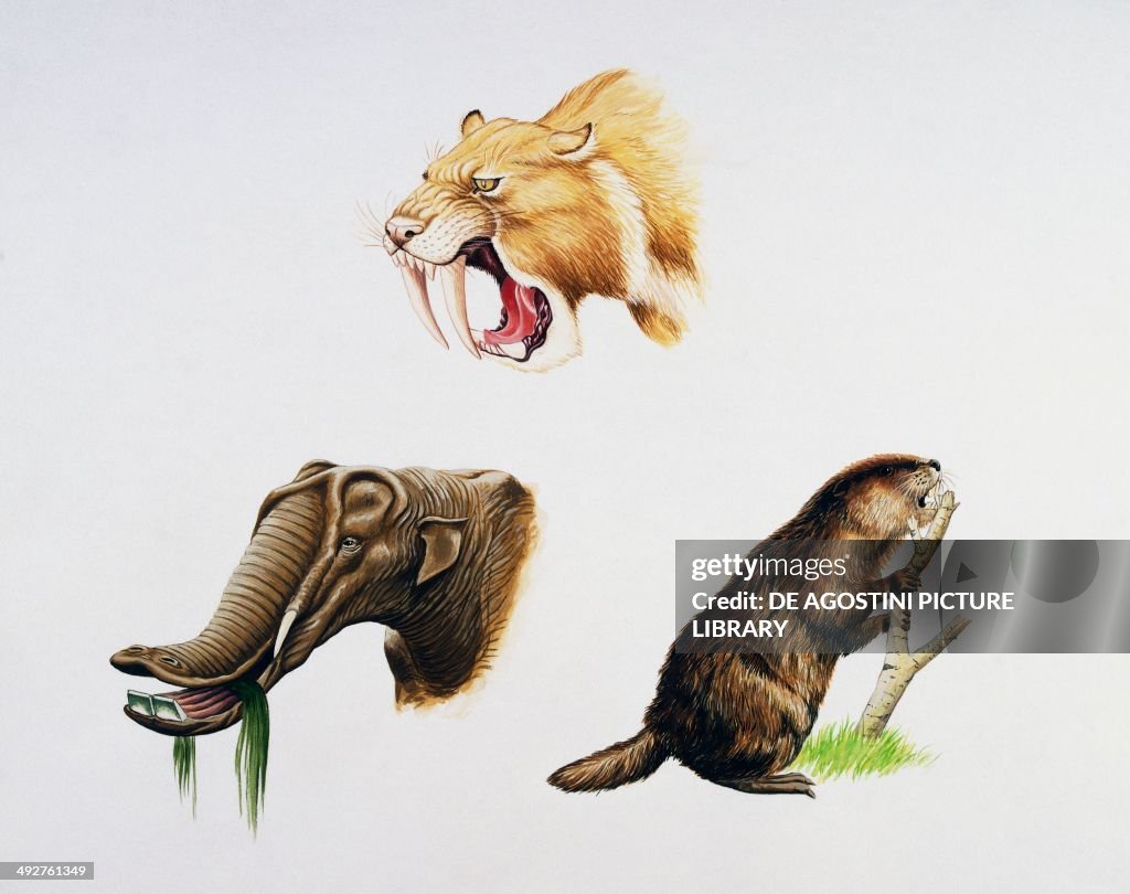 Smilodon sp, Nimravidae (top), Platybelodon sp...