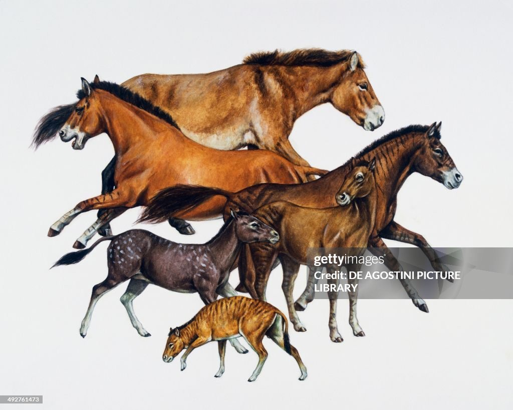 From top to bottom, Equus caballus (living)...