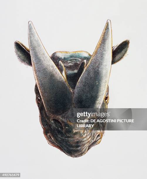 Arsinoitherium sp, Arsinoitheriidae, Eocene-Oligocene. Artwork by James Robins.