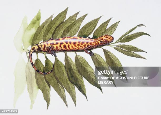 Westlothiana lizziae, Early Carboniferous. Artwork by Graham Rosewarne.