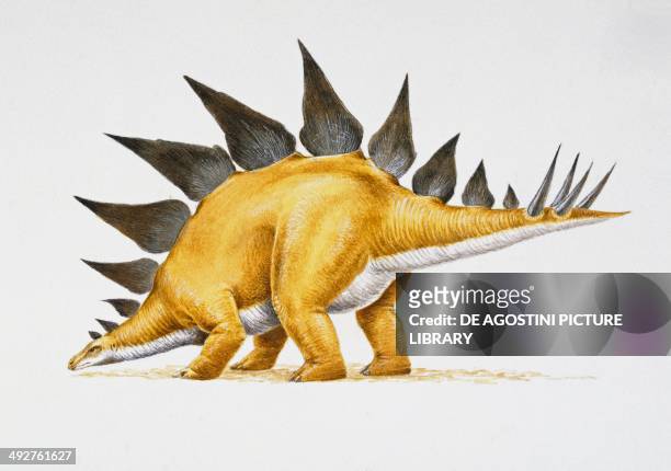 Stegosaurus sp, Stegosauridae, Late Jurassic. Artwork by Nick Pike.