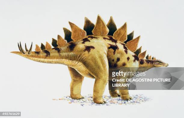 Stegosaurus sp, Stegosauridae, Late Jurassic. Artwork by Nick Pike.