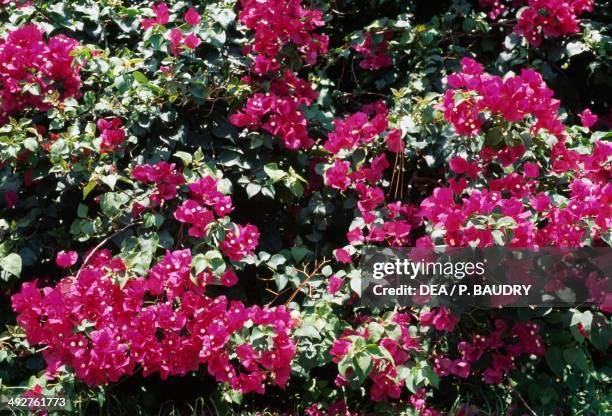 Cuban Roses Cuban National Flower Photos and Premium High Res Pictures - Getty Images