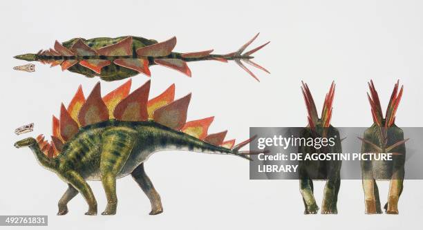 Stegosaurus sp, Stegosauridae, Late Jurassic. Artwork by James Robins.