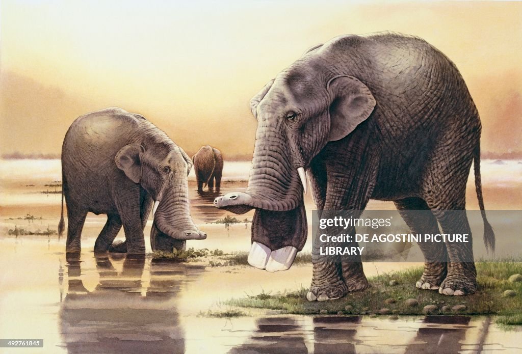 Platybelodon sp, Gomphotheriidae, Miocene...