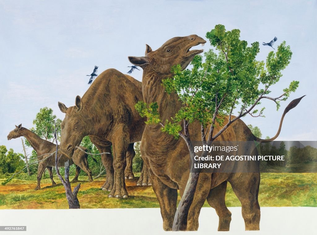 Indricotherium transouralicum, Hyracodontidae...