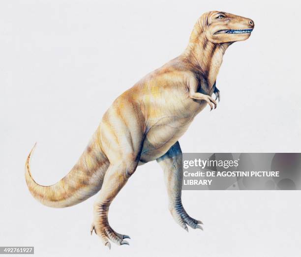 Albertosaurus sarcophagus, Tyrannosauridae, Cretaceous. Illustration.