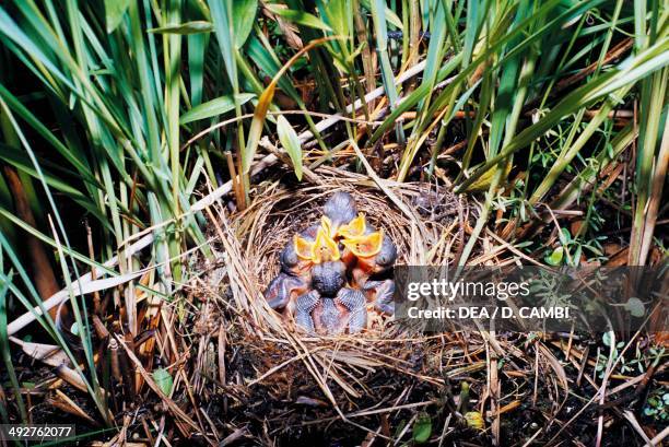 Sedge warbler chicks in the nest , Acrocephalidae.