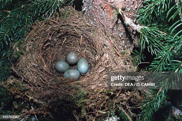 Blackbird's nest with eggs , Turdidae.
