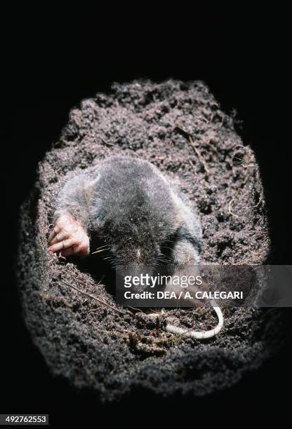 European mole , Talpidae.