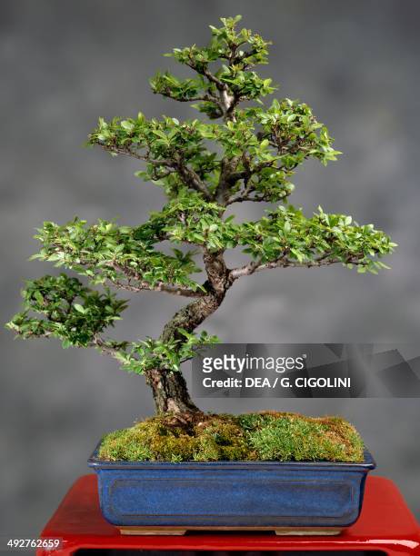 Chinese elm or lacebark elm , Ulmaceae, height 30 cm.