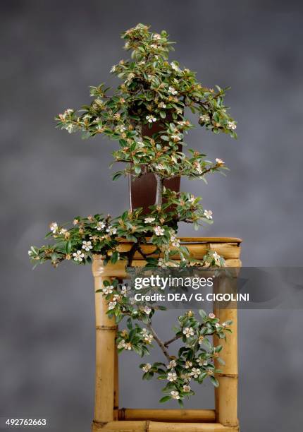 Cotoneaster bonsai , Rosaceae.