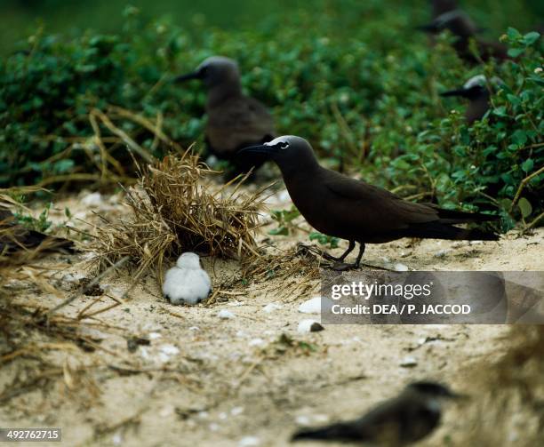 Black Noddy couple with chick , Laridae, Queensland, Australia.