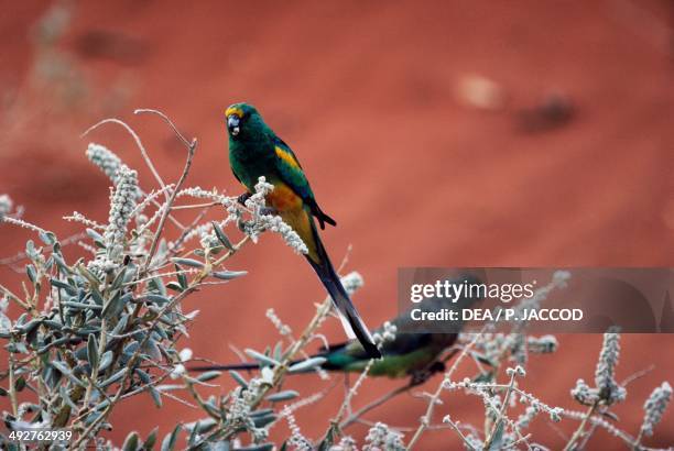 Mulga parrot or Many-colored parrot couple , Psittaculidae, Uluru National Park, Northern Territory, Australia.