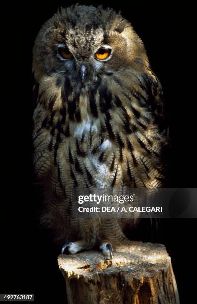 Eurasian eagle-owl or European eagle-owl , Strigidae.