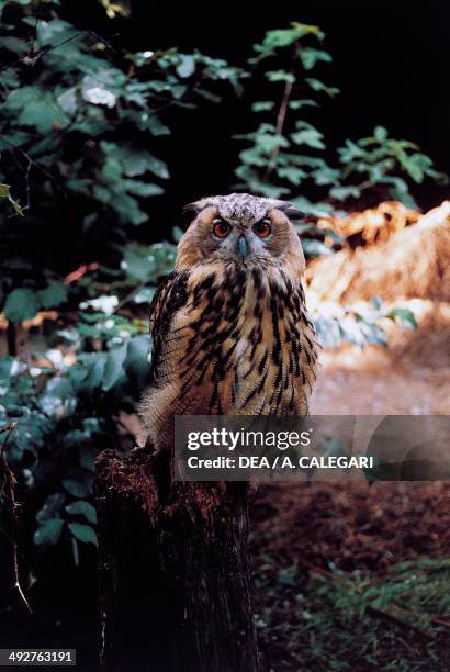 Eurasian eagle-owl or European eagle-owl , Strigidae.