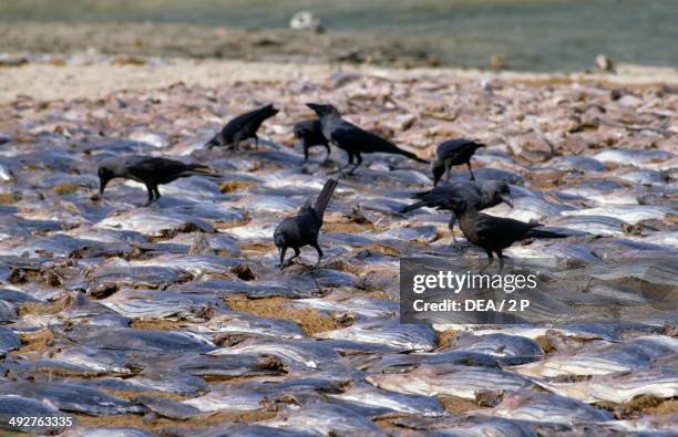 Raven Fish Rook & Raven Photos and Premium High Res Pictures - Getty Images