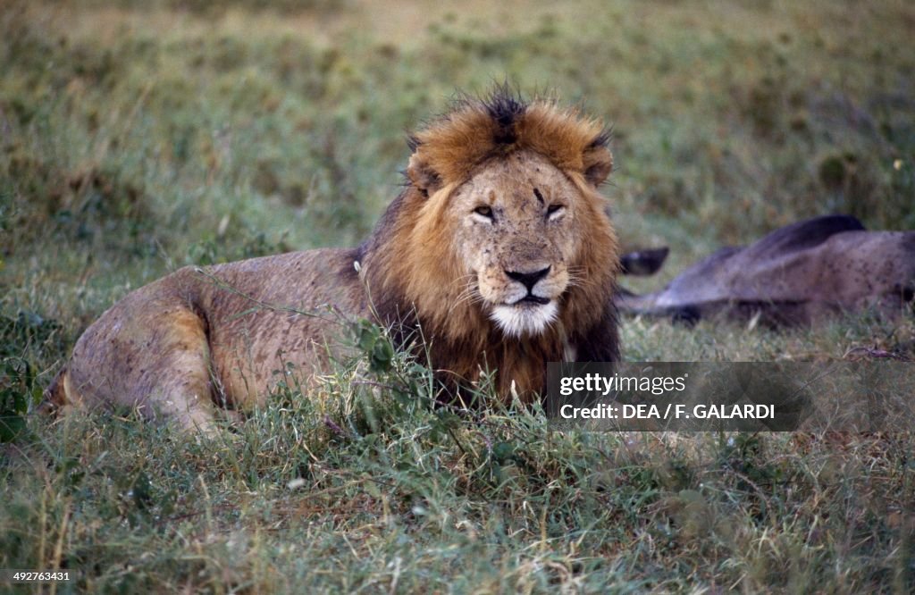 Lion (Panthera leo)...