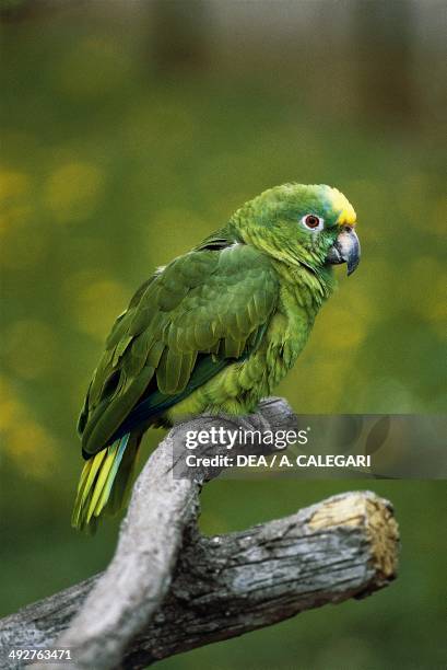Yellow-crowned Amazon or Yellow-crowned Parrot , Psittacidae.
