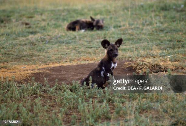Painted Hunting Dog , Canidae, Serengeti National Park, Tanzania.