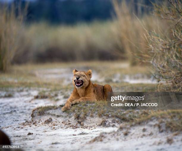 Lion , Felidae, Virunga National Park, Democratic Republic of the Congo.