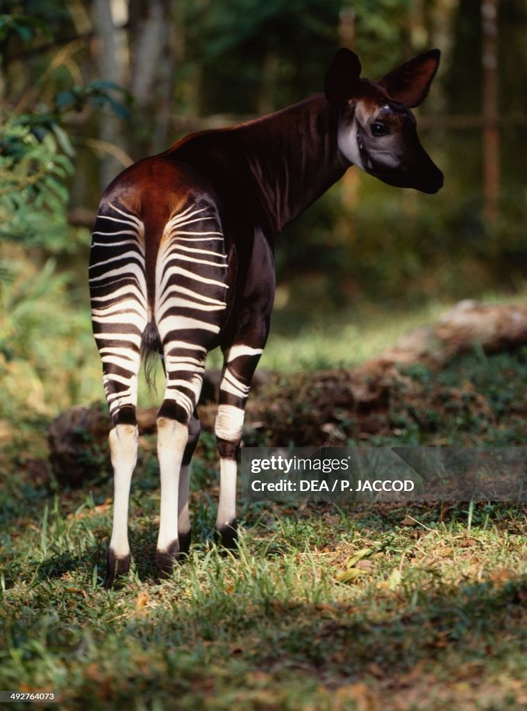 Okapi (Okapia johnstoni)...