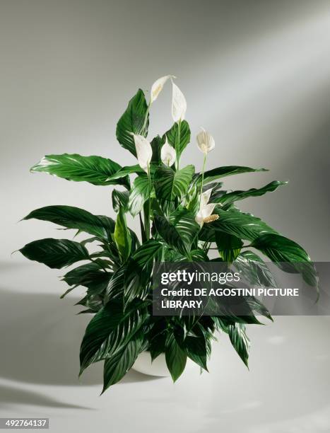 Peace lily, White sails or Spathe flower , Araceae.