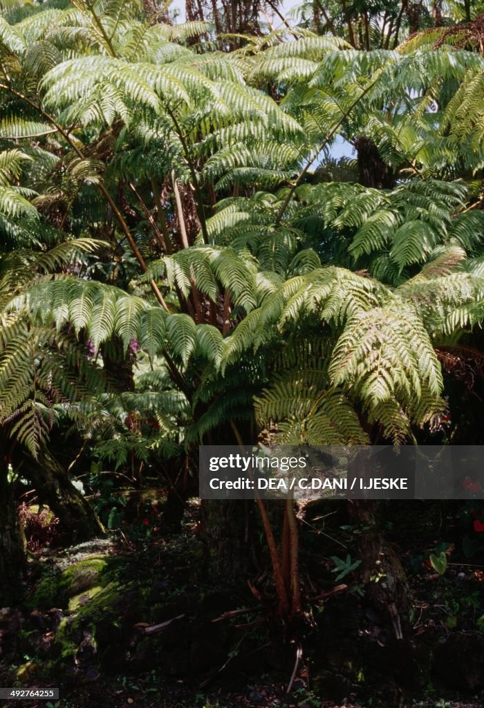Hawaiian tree fern...