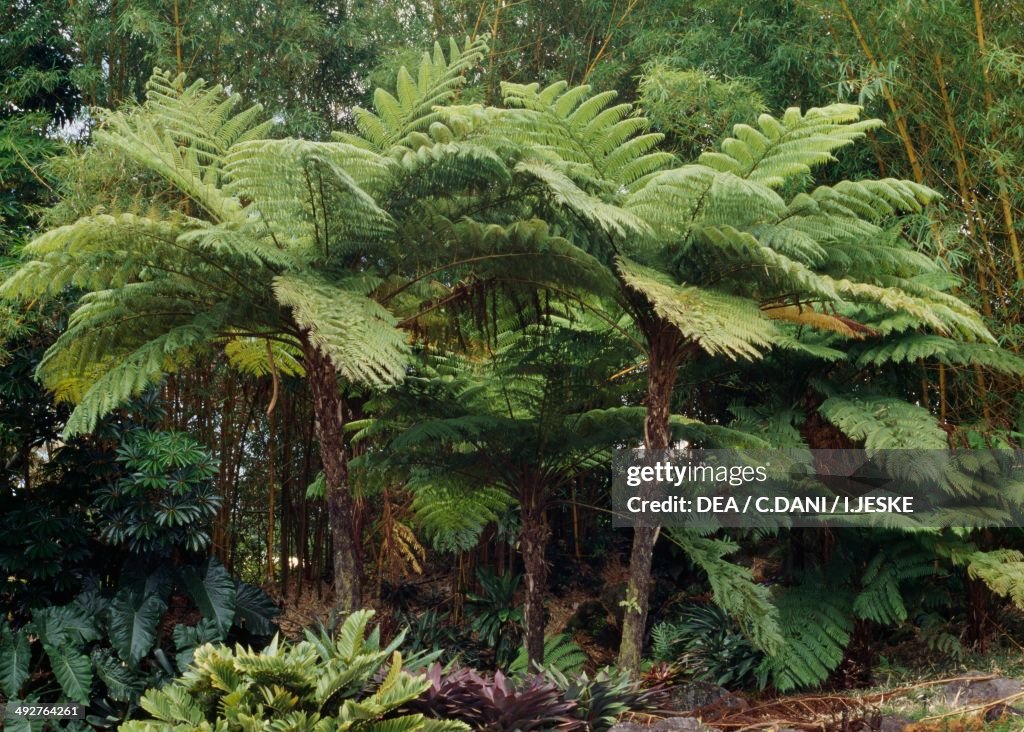 Hawaiian tree fern...