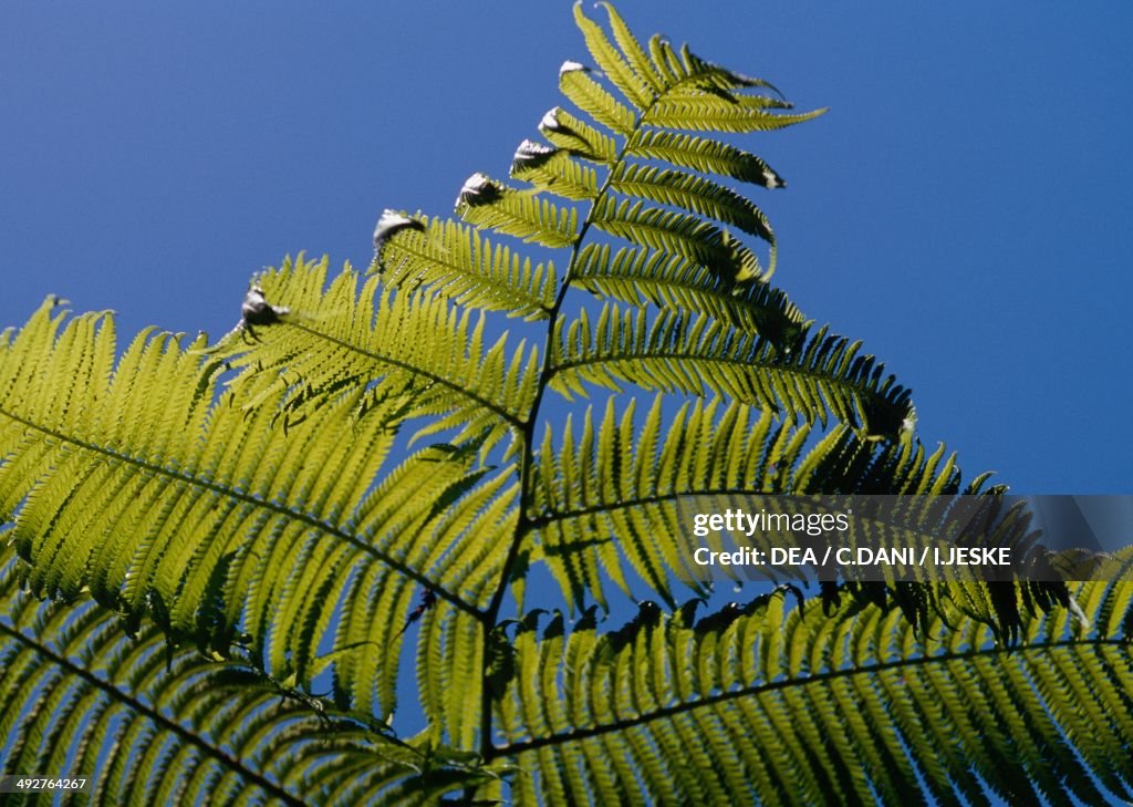 Hawaiian tree fern...