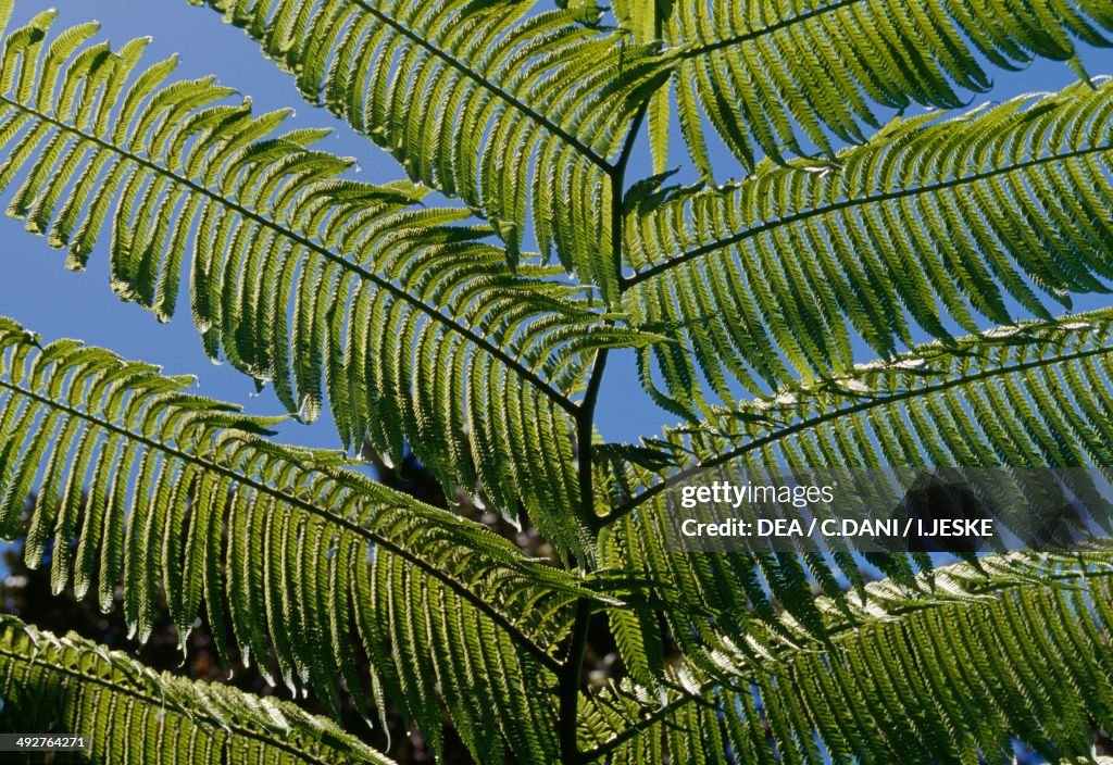 Hawaiian tree fern...