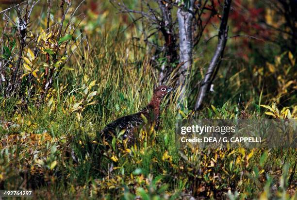 Rock ptarmigan in summer plumage , Phasianidae, Klondike, Alaska, United States of America.