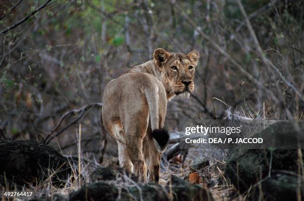 373 Gir Forest National Park Photos and Premium High Res Pictures - Getty Images 373 Gir Forest National Park Photos and Premium High Res Pictures - Getty Images