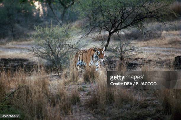 Bengal tiger , Felidae, Ranthambore National Park, India.