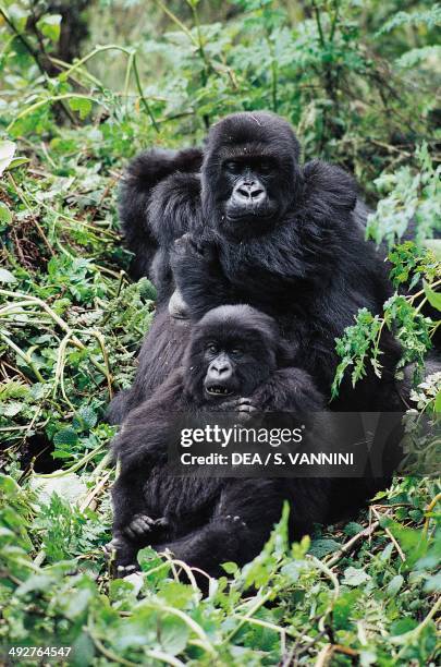 Eastern mountain gorilla , Hominidae, Kinigi, Rwanda.