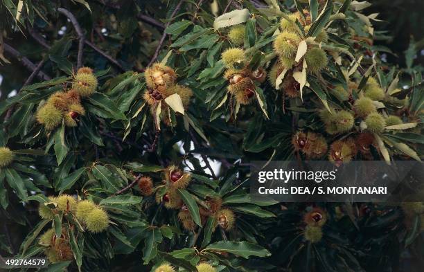 Chestnut Rind On Tree 33 Curly Chestnut Tree Stock Photos, High-Res Pictures, and Images ...