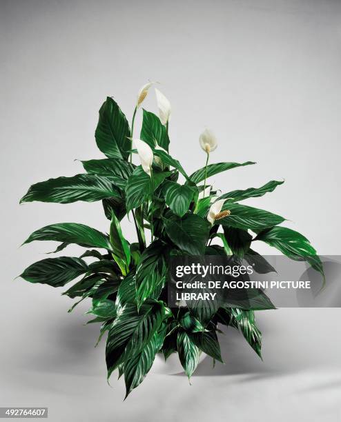 Spathe Flower Photos and Premium High Res Pictures - Getty Images