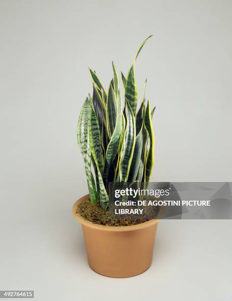 Snake sansevieria , Asparagaceae.