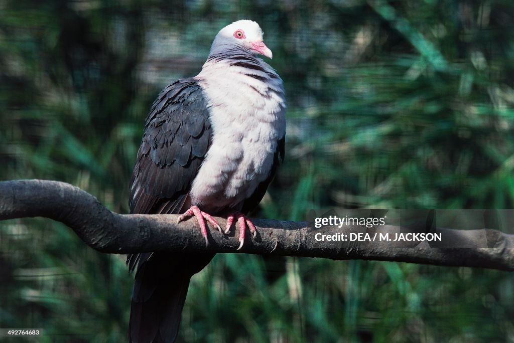 Pink pigeon (Nesoenas mayeri)...