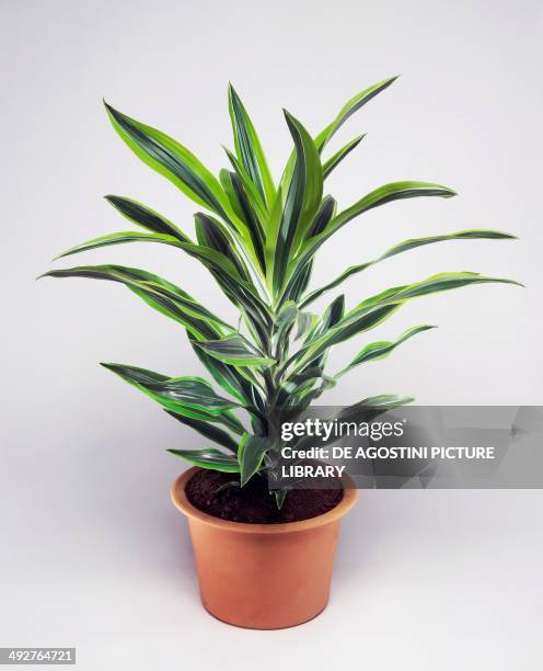 Forest dracaena , Asparagaceae.