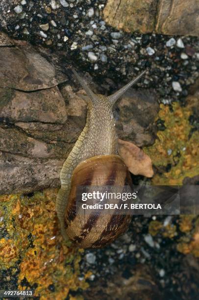 Garden snail , Helicidae.