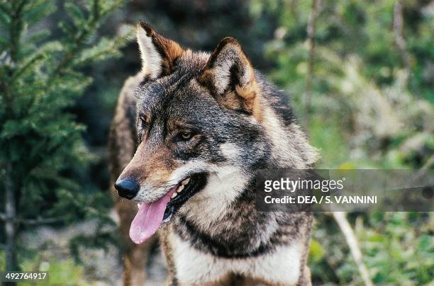 Italian Wolf or Apennine wolf , Canidae, National Park of Abruzzo, Lazio and Molise, Italy.