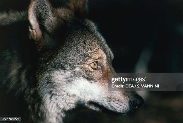 3,342 Italian Wolf Photos and Premium High Res Pictures - Getty Images 3,342 Italian Wolf Photos and Premium High Res Pictures - Getty Images