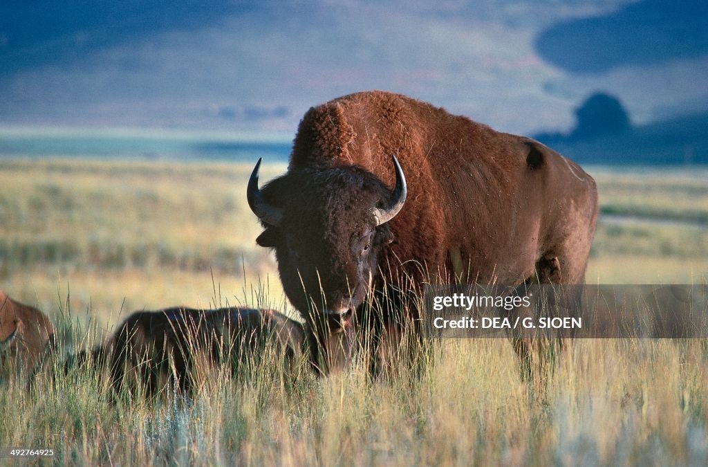 American bison (Bison bison)...